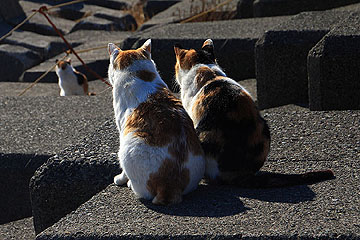 cat