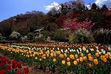 hanamiyama