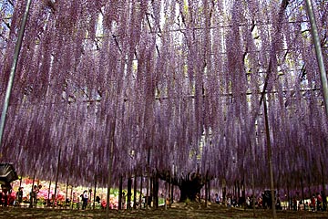 ashikaga