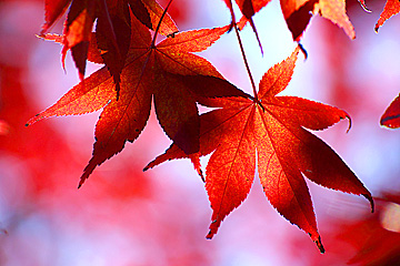 momiji
