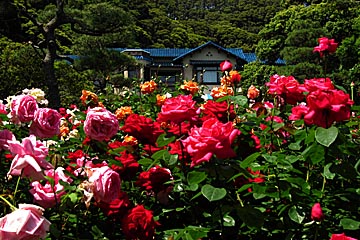 kamakura
