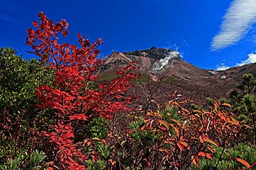nasu