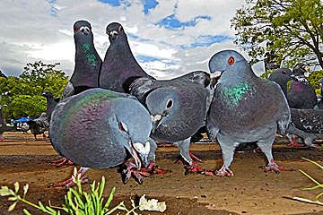 hato