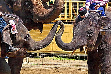 elephant